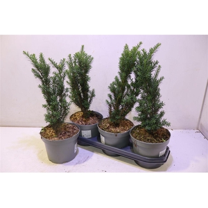 arr8 Taxus M Hillii