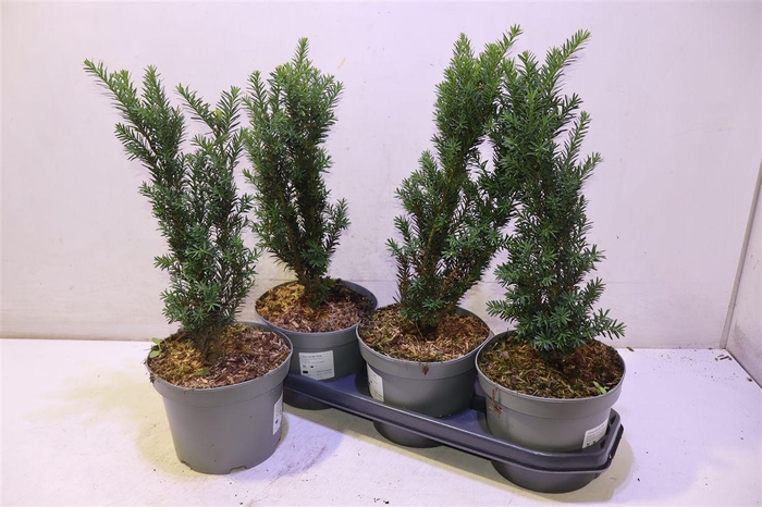 <h4>arr8 Taxus M Hillii</h4>
