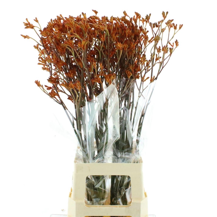 <h4>Anigoz Siena Gold</h4>
