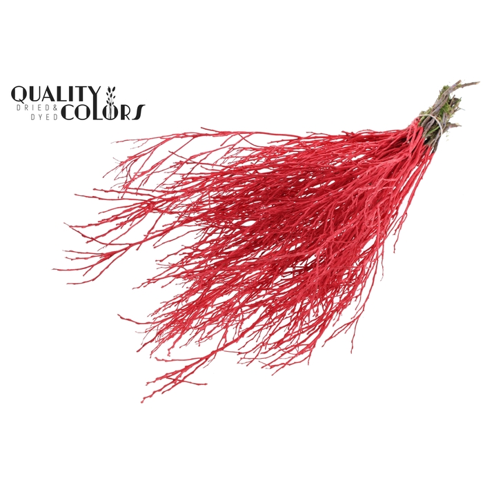 <h4>Huckelberry per bunch Red</h4>