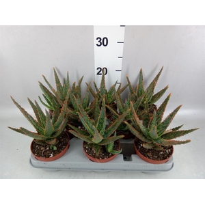 Aloe   ...