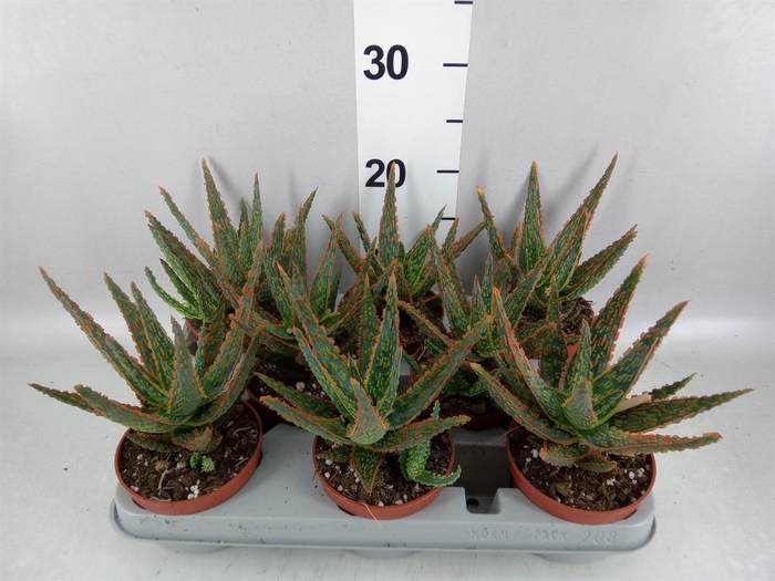 <h4>Aloe   ...</h4>