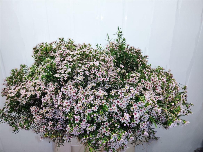 <h4>CHAME UN DORI</h4>