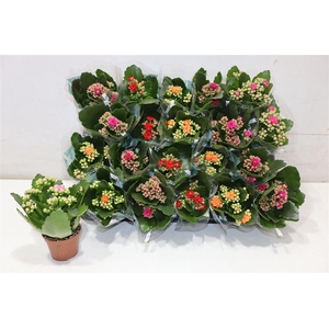 arr8 Kal Ge Ro Gem 4 Kl