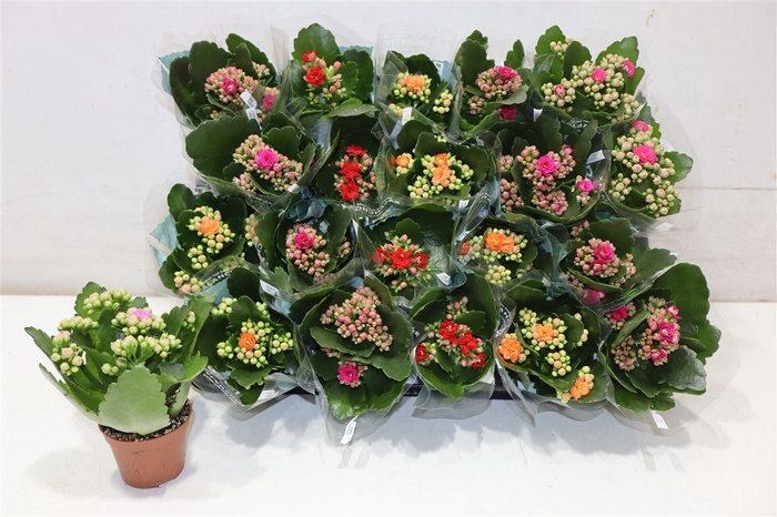 <h4>arr8 Kal Ge Ro Gem 4 Kl</h4>