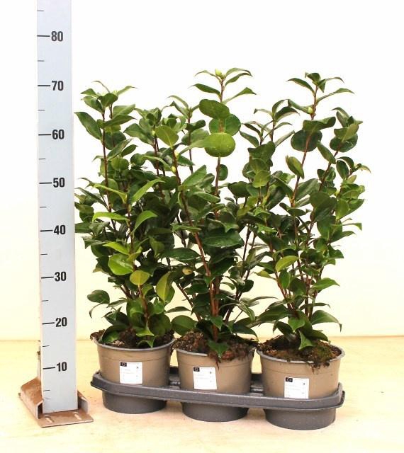 <h4>CAME JAPONICA</h4>