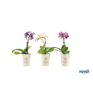 Cover Tiny Dolls Phal Tiny Dolls Mix 1T7+ Aqu@