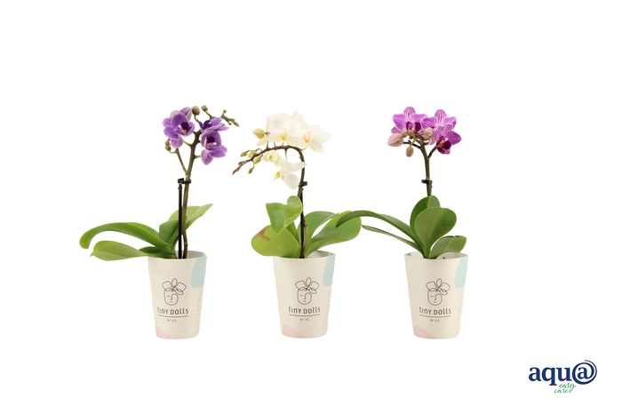 <h4>Cover Tiny Dolls Phal Tiny Dolls Mix 1T7+ Aqu@</h4>