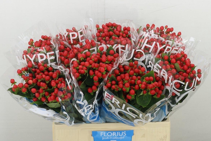 <h4>Hyp Coco Rio</h4>