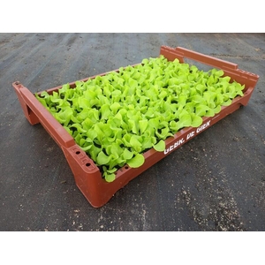 de Gier Groenteplanten 017 Bladgewas Sla - 140 planten