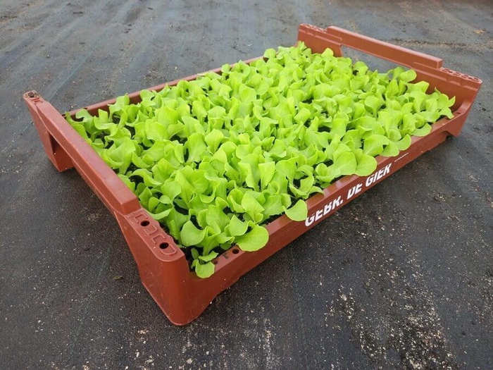 <h4>de Gier Groenteplanten 017 Bladgewas Sla - 140 planten</h4>