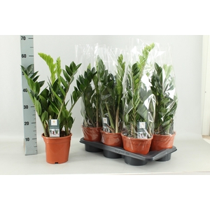 ZAMIO ZAMIIFOLIA