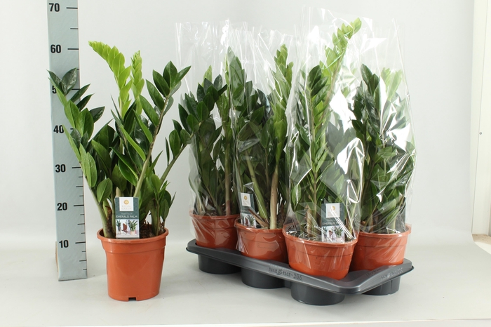 <h4>ZAMIO ZAMIIFOLIA</h4>