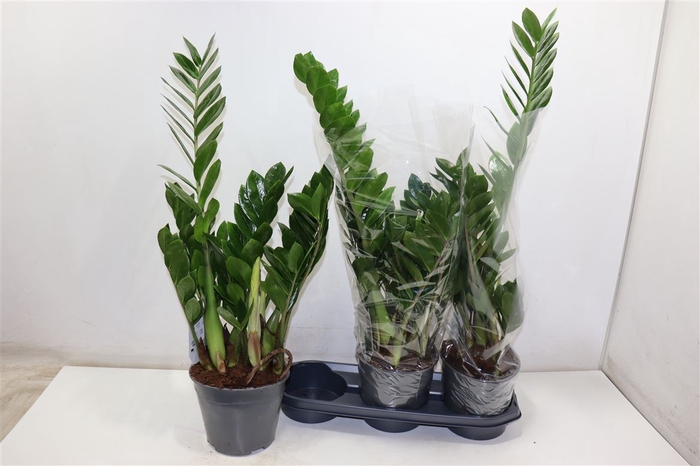 <h4>arr8 Zamioculcas Zamiifol</h4>