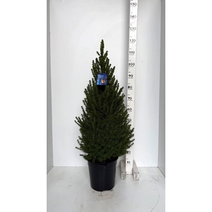 PICEA GL CONICA