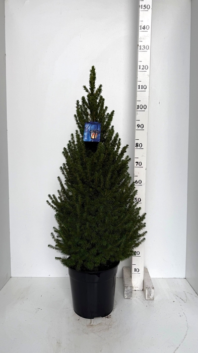 <h4>PICEA GL CONICA</h4>