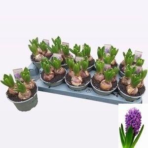 !! PROMO !! HYACIN PURPLE SENSATION P12