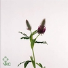 Trifolium Purpureum