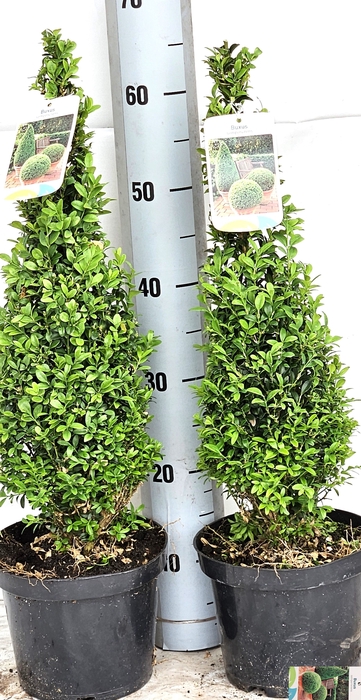 BUXU SE PYRAMIDALIS