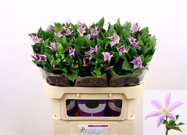 <h4>Clematis Star River</h4>