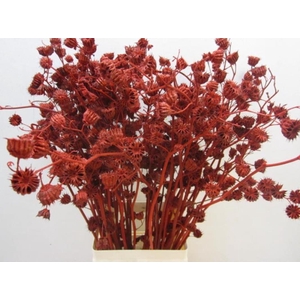 Abutilo A Rood L80