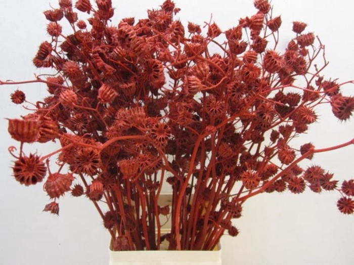 <h4>Abutilo A Rood L80</h4>