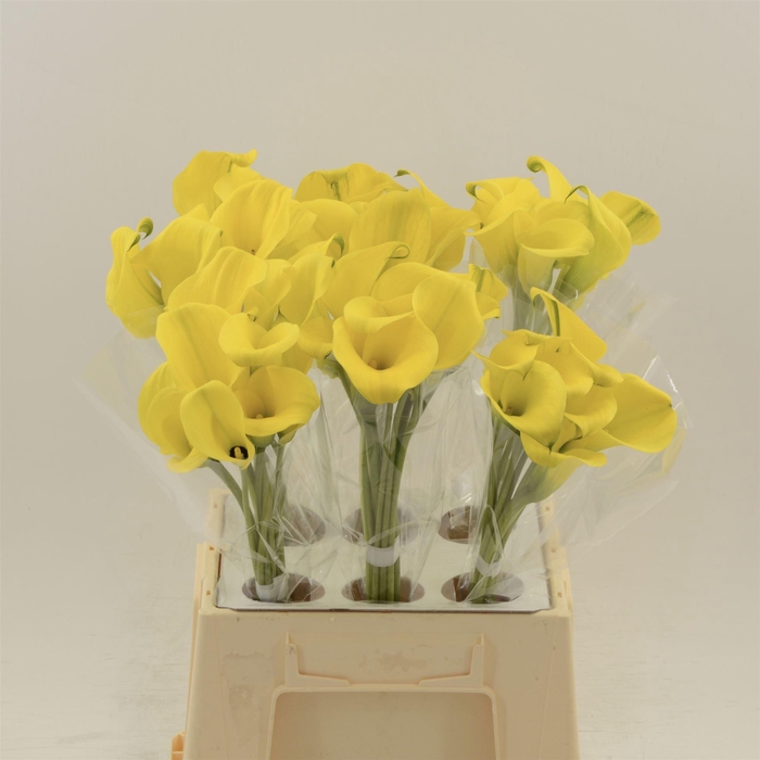 <h4>Calla Gold Label</h4>