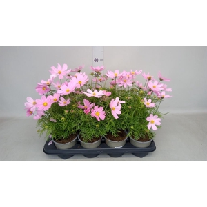 Cosmos bipinnatus 'Casanova Pink'