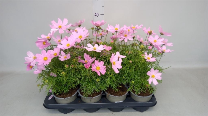<h4>Cosmos bipinnatus 'Casanova Pink'</h4>