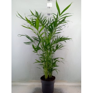 Chamaedorea cataractarum
