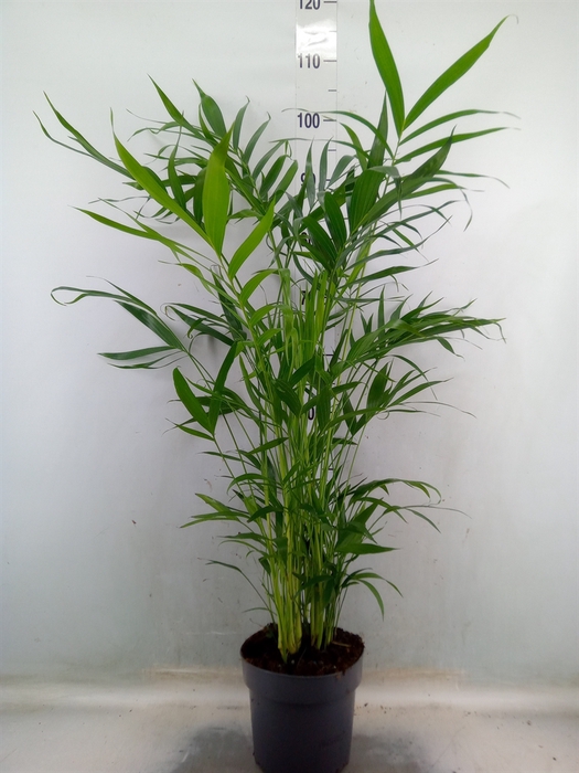 <h4>Chamaedorea cataractarum</h4>
