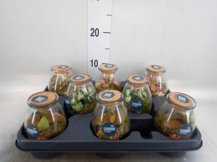 <h4>Arr.    Planten  L%</h4>