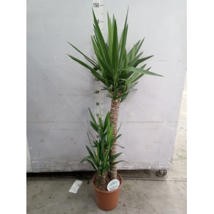 Yucca