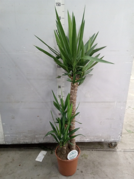 <h4>Yucca</h4>
