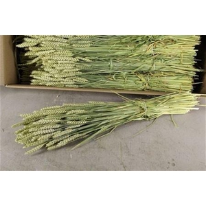 AVENA PER BUNCH INTENSE MIXED COLOU