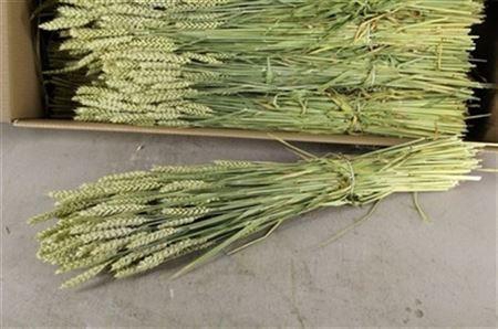 <h4>AVENA PER BUNCH INTENSE MIXED COLOU</h4>