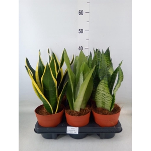 Sansevieria trifa.   ...