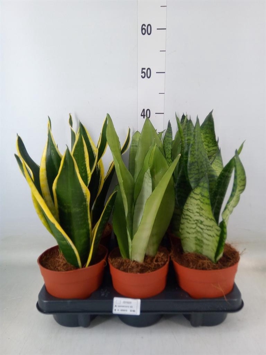 <h4>Sansevieria trifa.   ...</h4>