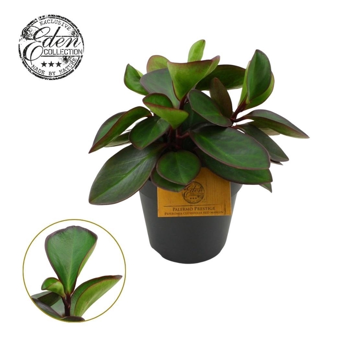 <h4>Peperomia Clussifolia Red Margin 15cm</h4>