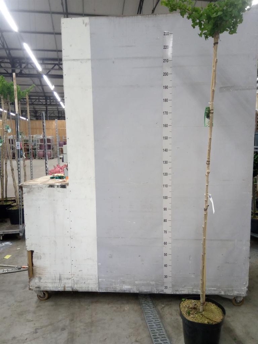 <h4>Ginkgo biloba   ...</h4>