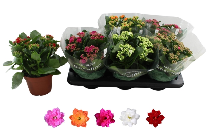 <h4>KAL GE RO GEM 5 KL</h4>