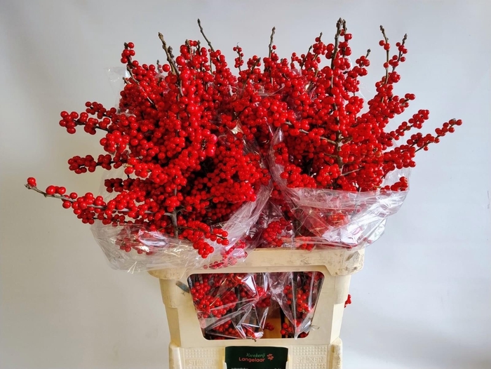 <h4>ILEX VE RODE BES</h4>