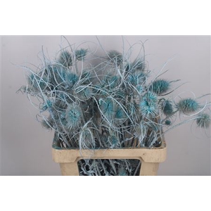 Dipsacus Light Blue + Glitter