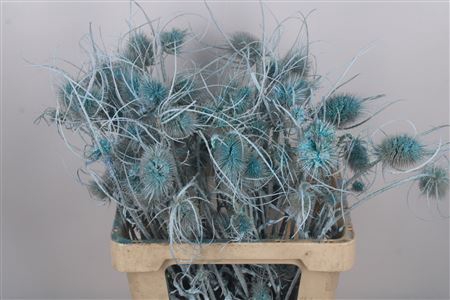 <h4>Dipsacus Light Blue + Glitter</h4>