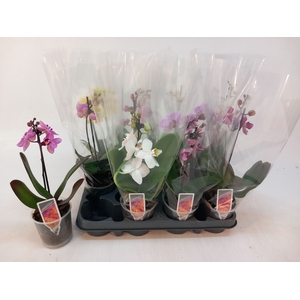 PHAL MF GEM 3 KL