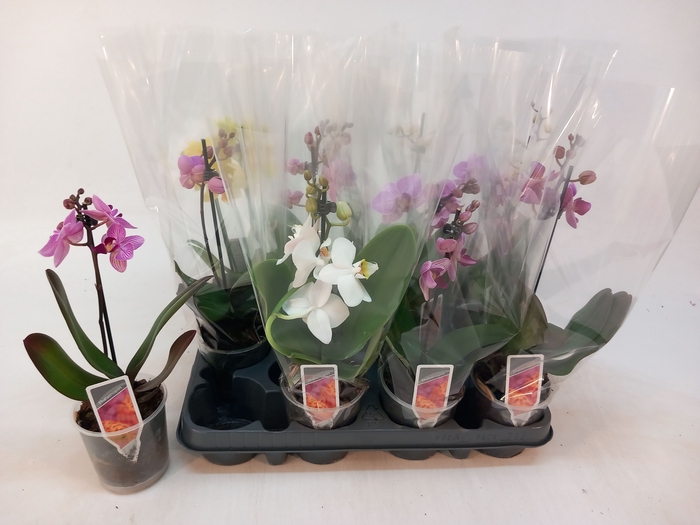<h4>PHAL MF GEM 3 KL</h4>