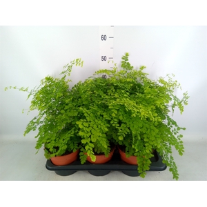 Adiantum raddi. 'Fragrans'