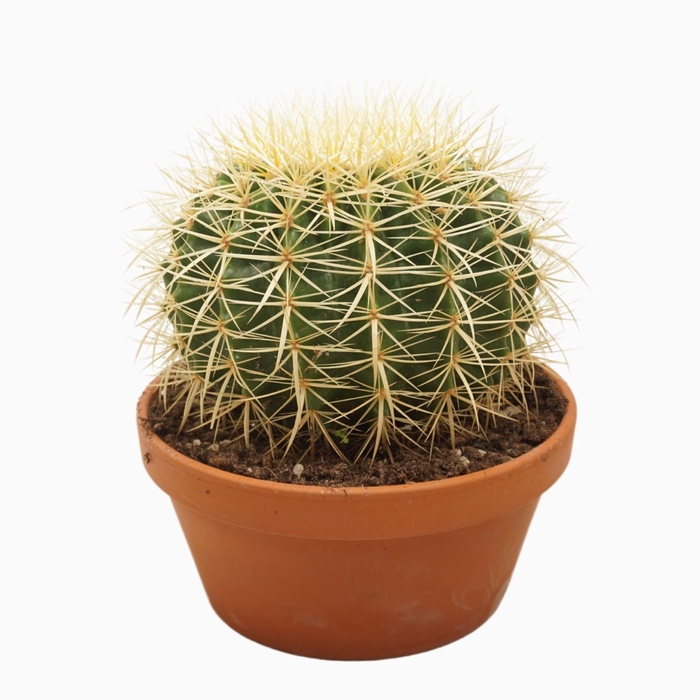 <h4>Echinocactus grusonii</h4>