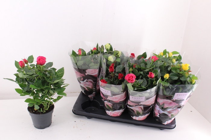 <h4>RO PATIOHIT MIX P13</h4>