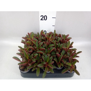 Peperomia graveolens